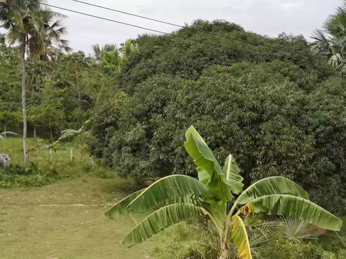 AGRICULTURAL /RESIDENTIAL LOT FOR SALE  - photo 5
