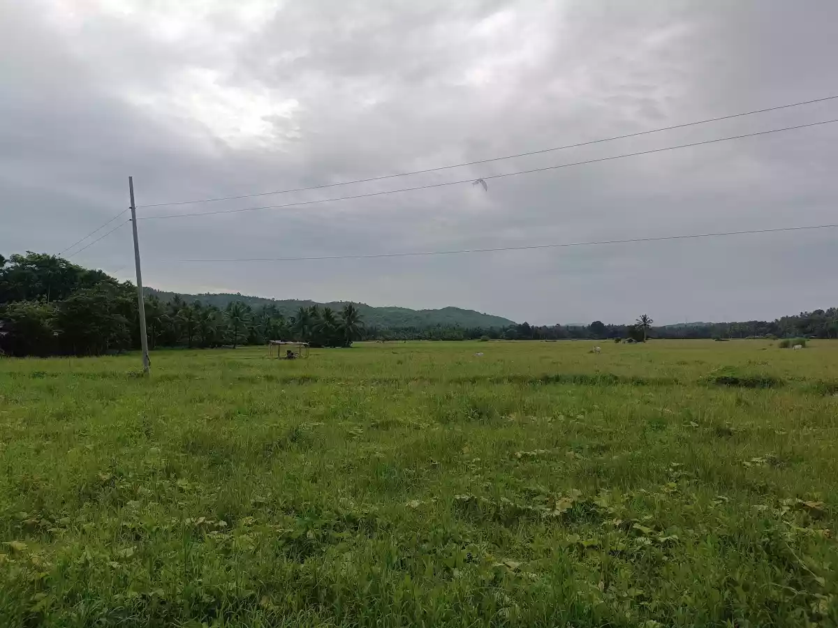Rice Land For Sale located in Brgy. Kulawit Atimonan Quezon 6,257sqm  - photo 4