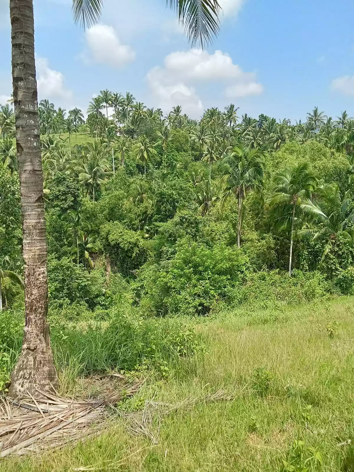 Open photo 21 of 22 — 3.5 hectares agricultural land for sale in Balungag San Fernando Cebu