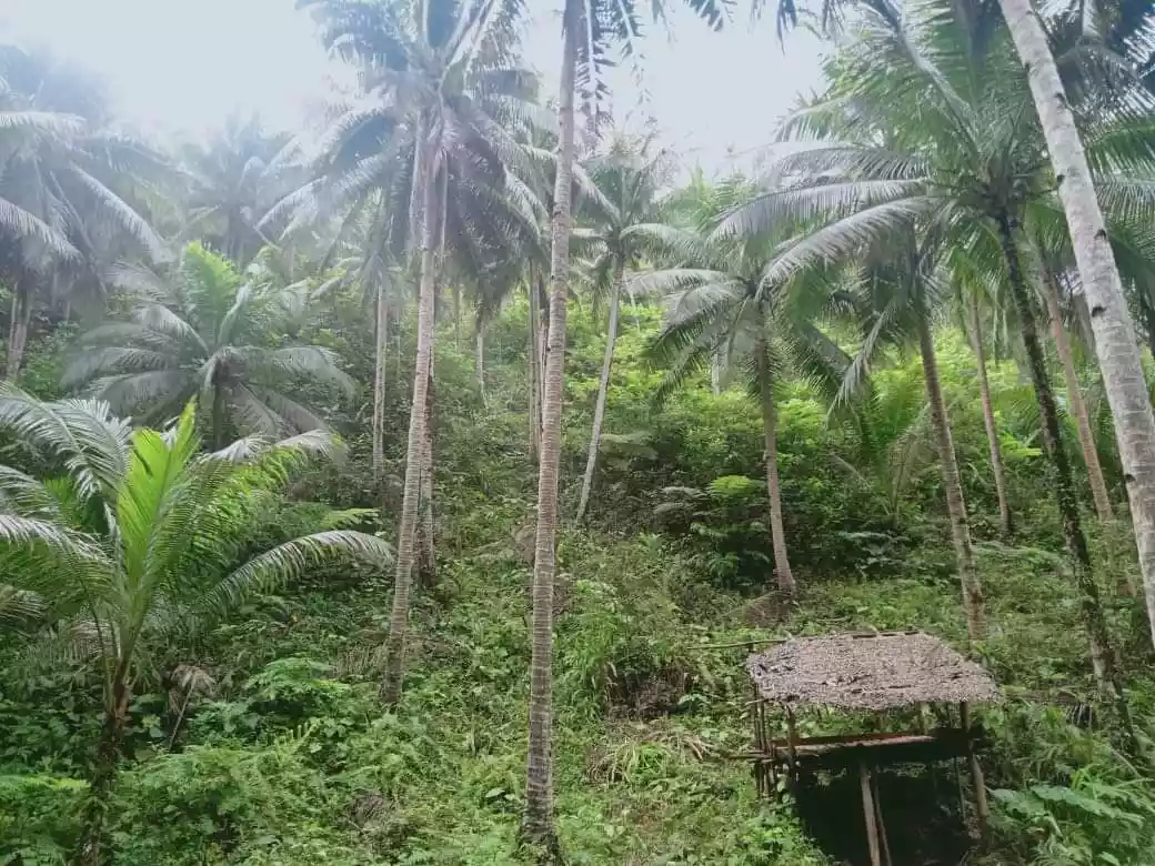 Lot For Sale in Consuelo, General Luna, Siargao Islands - photo 4