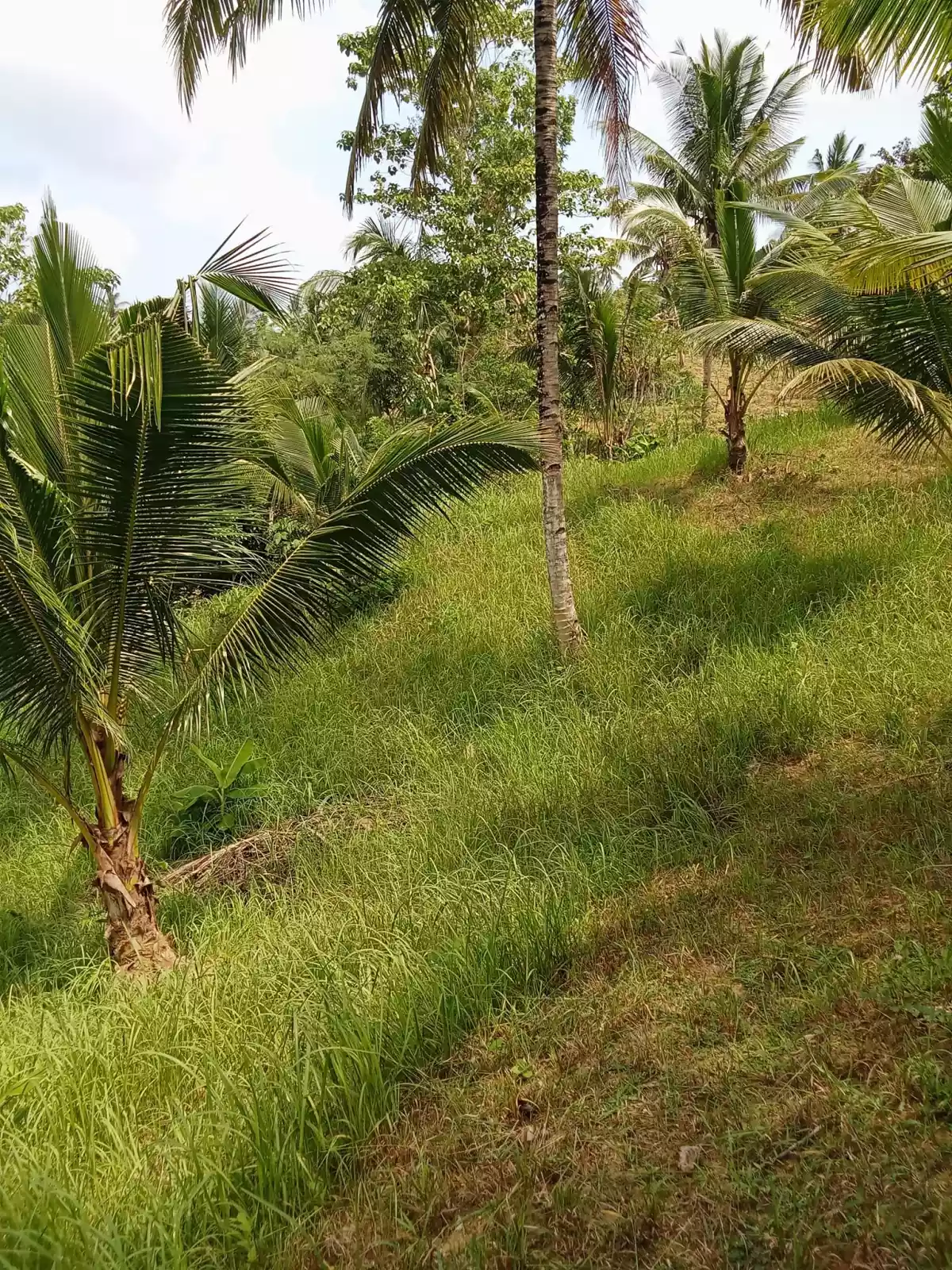 Open photo 15 of 22 — 3.5 hectares agricultural land for sale in Balungag San Fernando Cebu