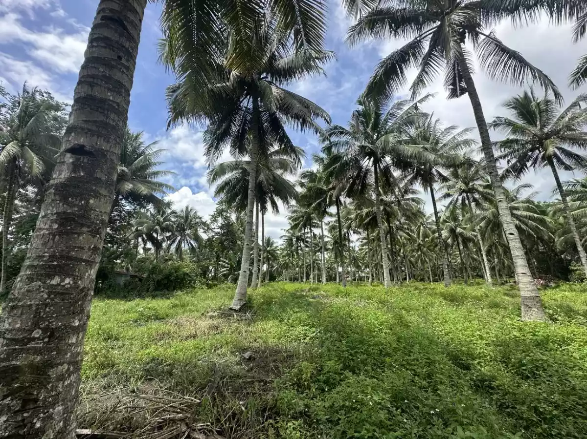 3 Hectares Farm in Polomolok with full of Coconut Trees  - photo 5