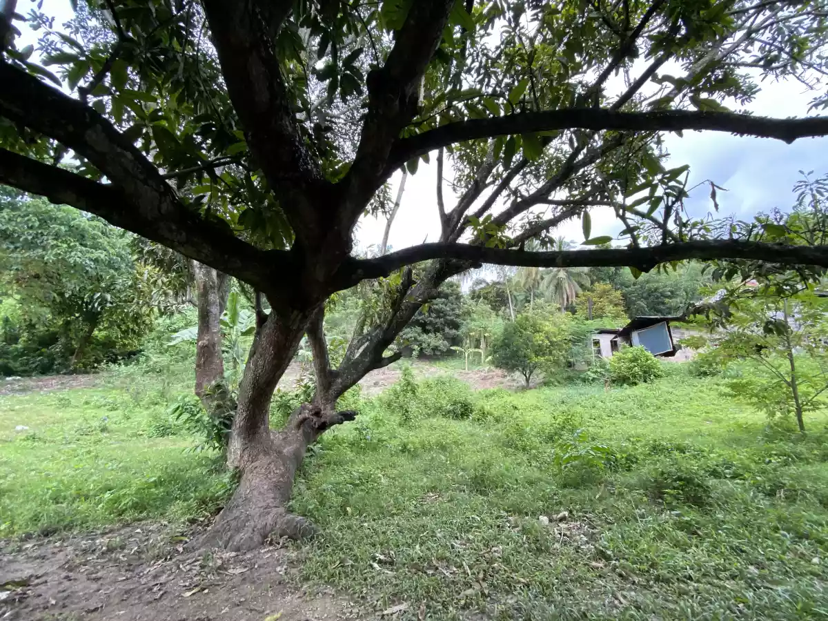 Lot For Sale near Naga-Danao Expressway Cebu — Residential Lot in Cebu, Philippines — Photo 4