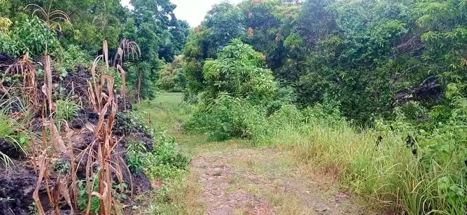 Affordable lot - photo 6