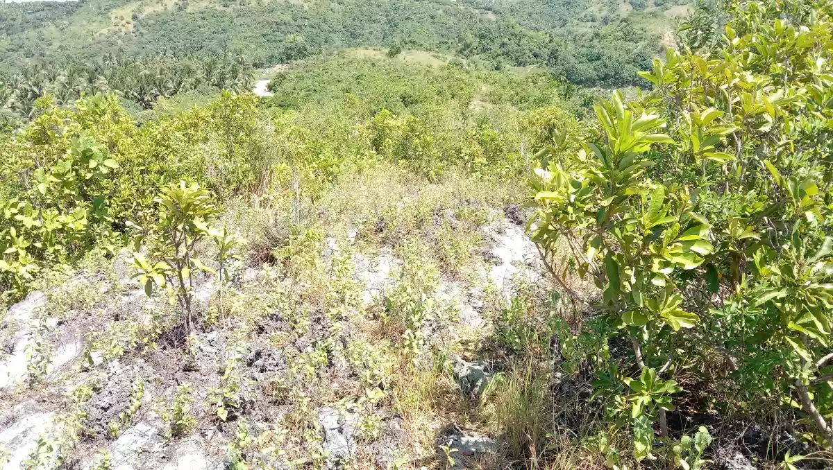 Agri Lot for Sale Titled - photo 4