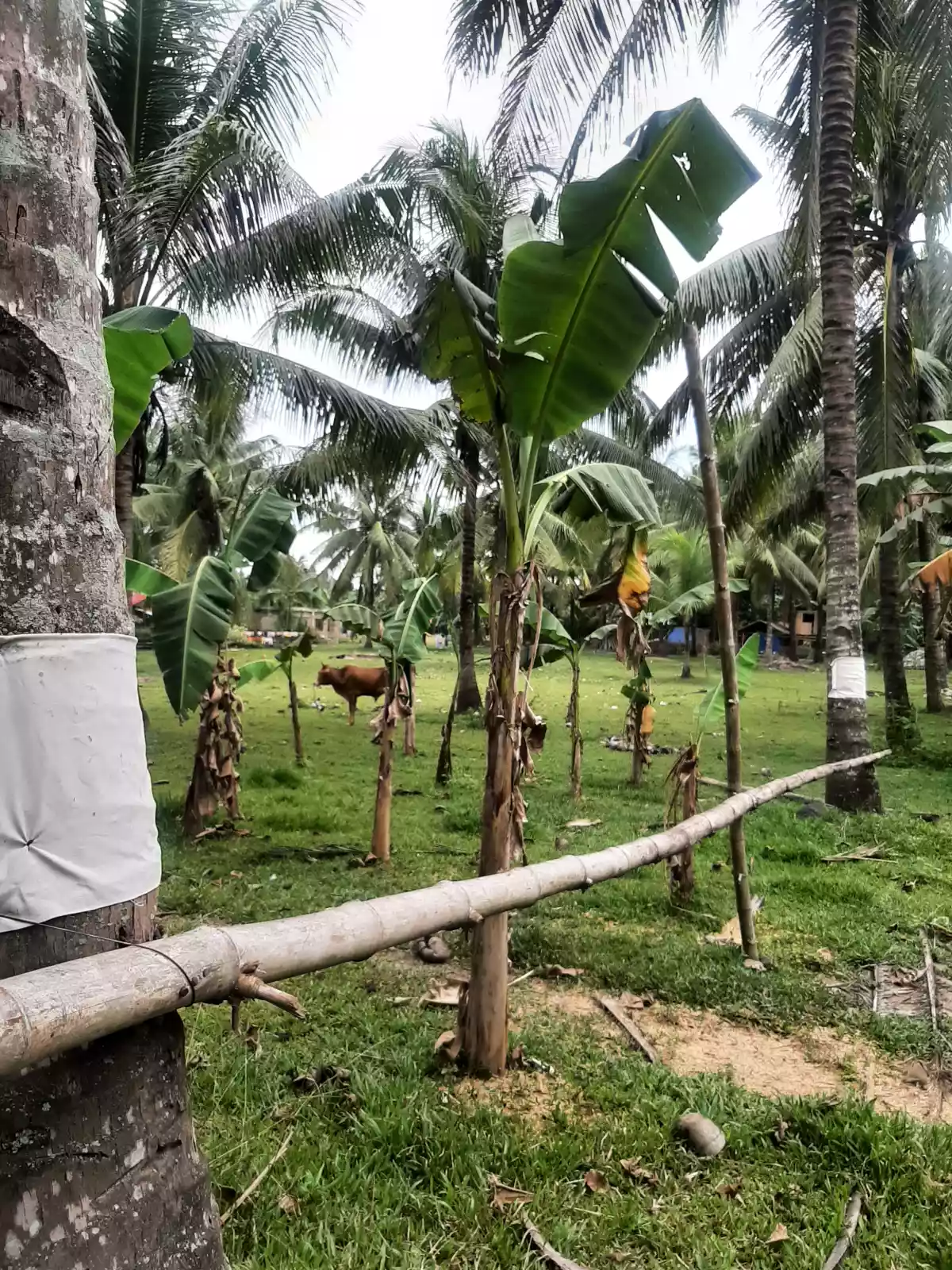 AGRICULTURAL LAND IN TOLEDO - photo 5