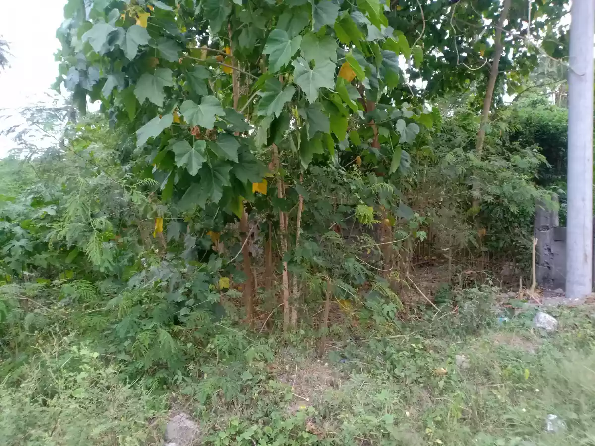 1,000 sqm Beach Lot (2nd lot from hway) — Beach Lot in General Santos City, South Cotabato, Philippines — Photo 2