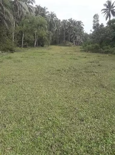 For Sale Farm lot — Agricultural Lot in Pilar, Surigao del Norte, Philippines — Photo 3