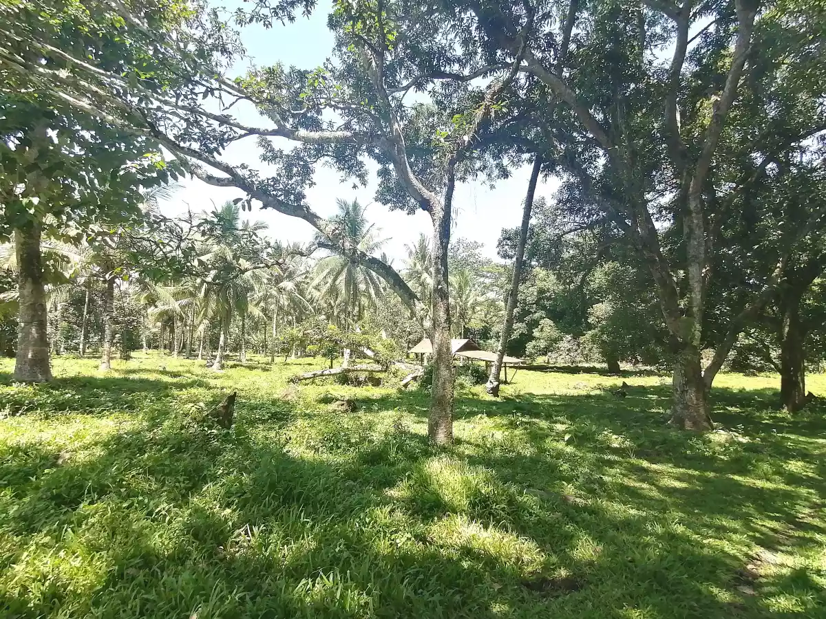 âœ¨Farm area ideal for rest house or retreat house âœ¨ - photo 4