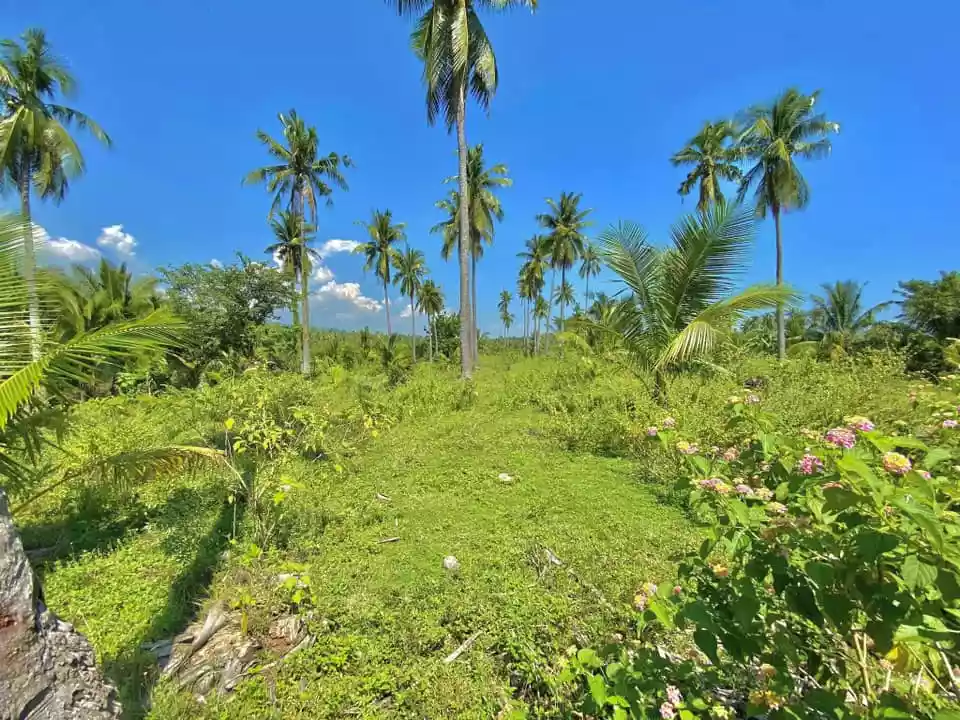 Lot for Sale in Quezon Province — Agricultural Lot in San Andres, Quezon, Philippines — Photo 5