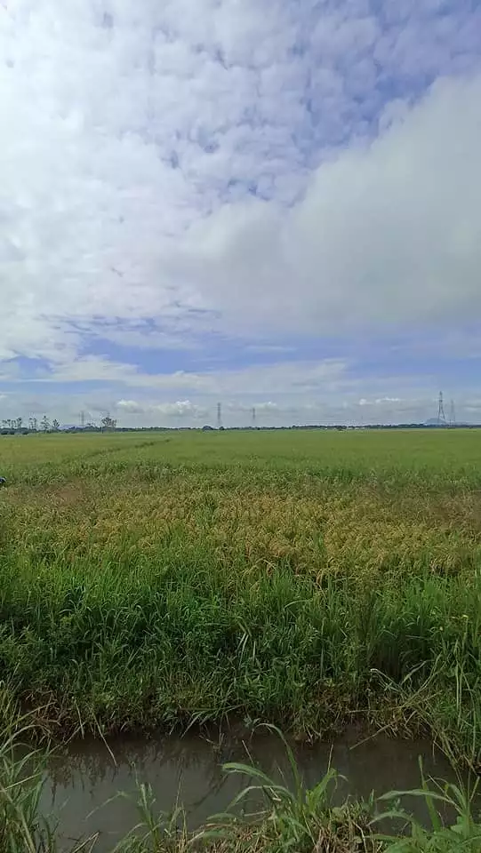 Rush Farm Lot For Sale near SunFlower Maze, Tayug Pangasinan - photo 4