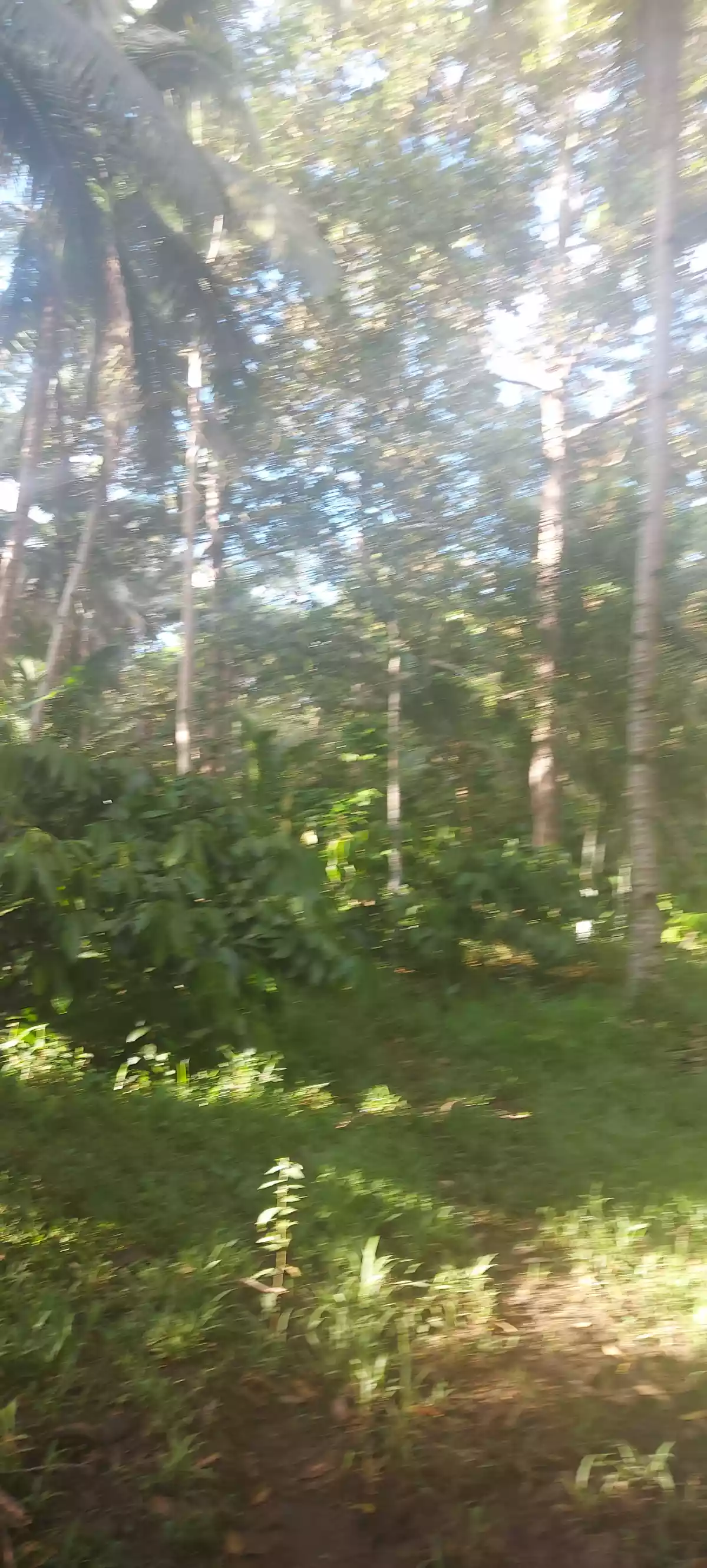 Farm lot for sale - photo 7