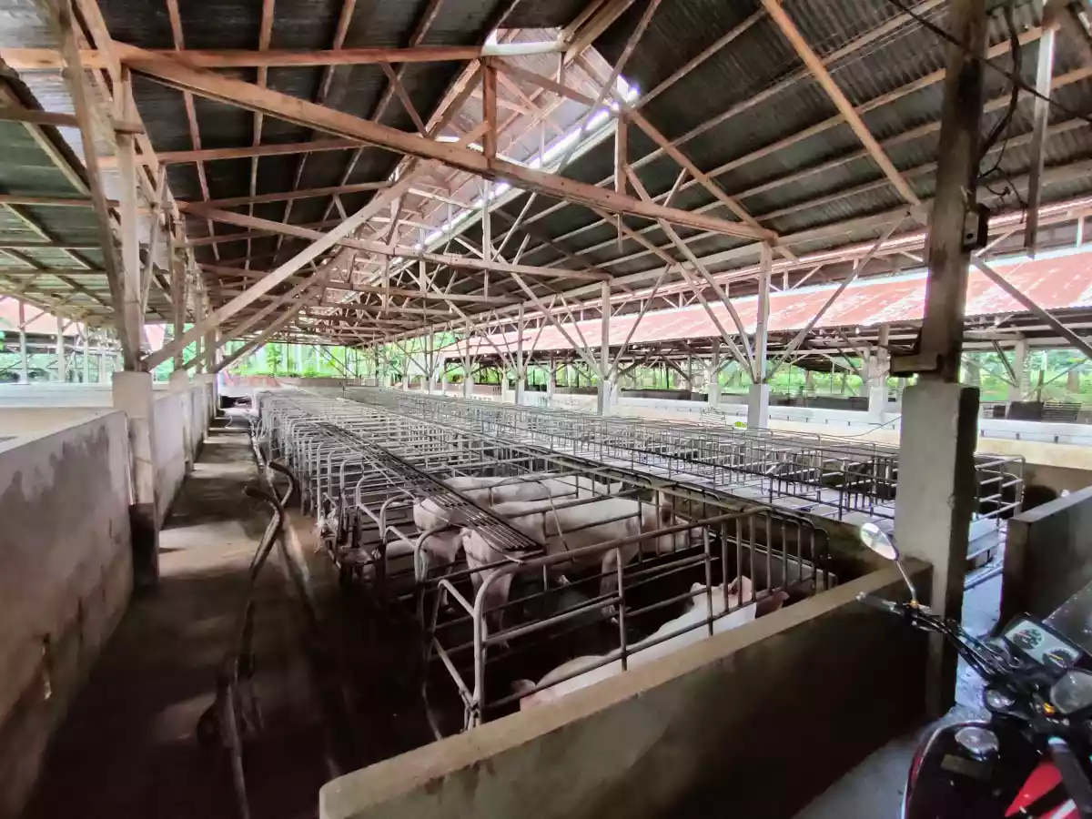 TORIL 1.86HAS FARM LOT WITH PIGGERY FOR SALE — Agricultural Lot in Davao City, Davao del Sur, Philippines — Photo 3