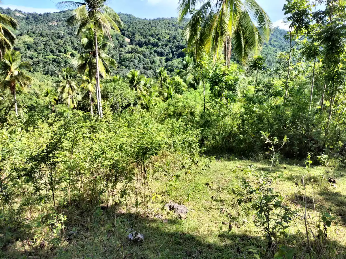 Affordable Lot — Agricultural Lot in Danao City, Cebu, Philippines — Photo 6