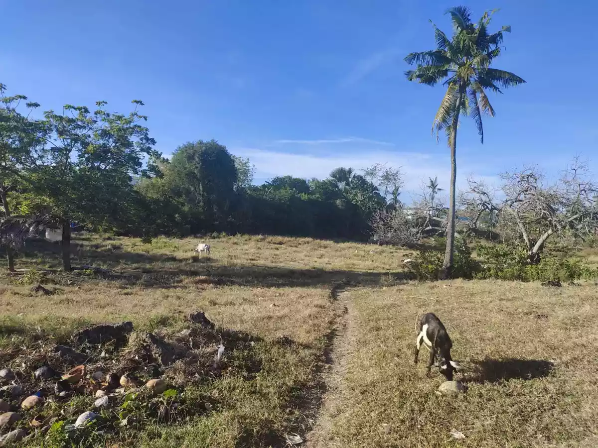 Lot for Sale in Maslog, Danao City — Agricultural Lot in Danao City, Cebu, Philippines — Photo 5