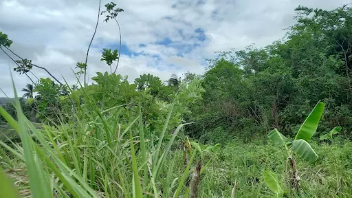 Land Farm 3,348,540.00 (For Sale) — Space in Talisay, Cebu, Philippines — Photo 4