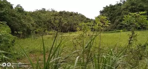 Very rush sale farm lot — Agricultural Lot in Sogod, Cebu, Philippines — Photo 5