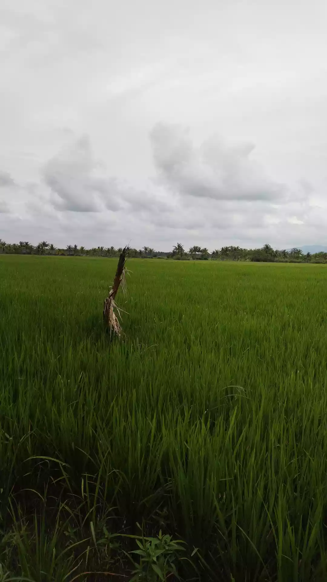 Rice farm at tantangan South cotabato - photo 5
