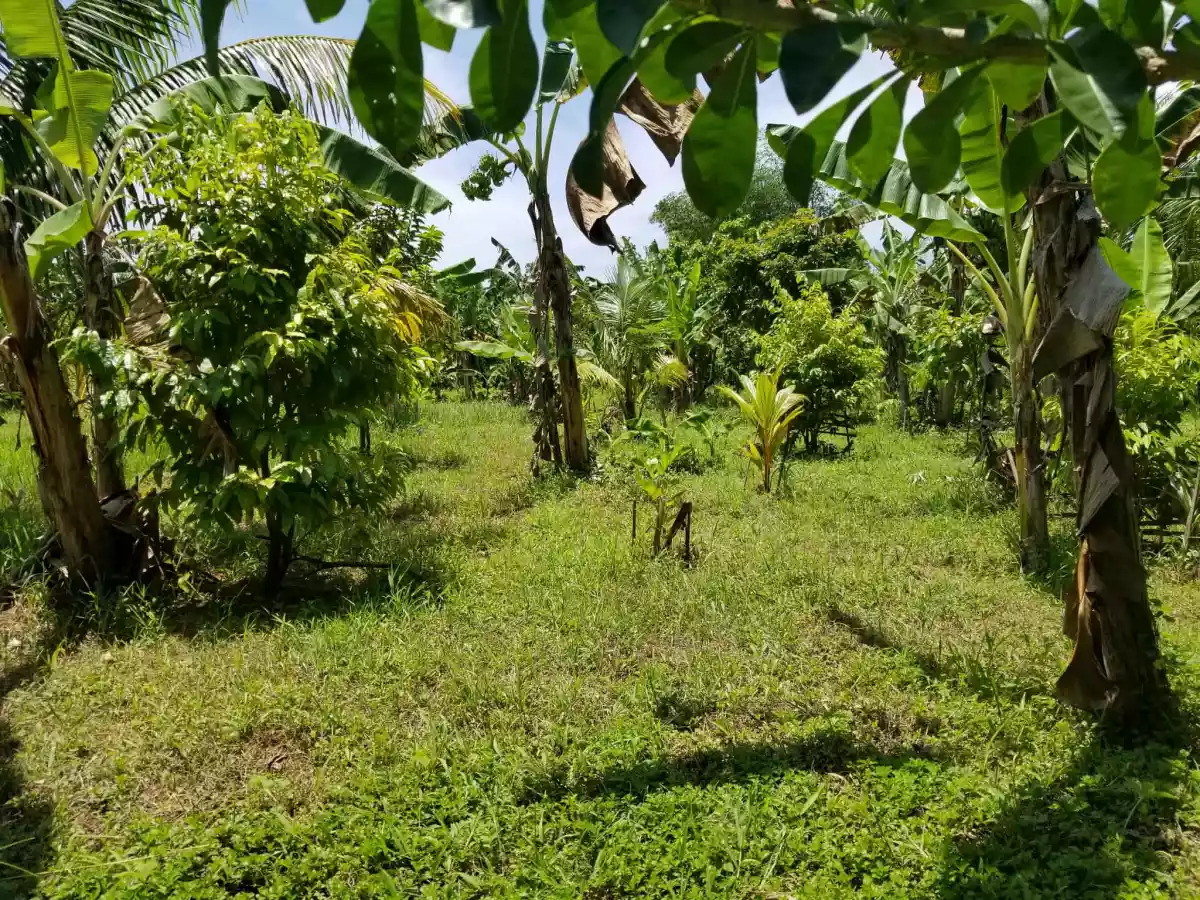 Two Hectares Farm Lot in Balamban, Cebu — Agricultural Lot in Immaculada Riverside, Nangka, Balamban — Photo 3