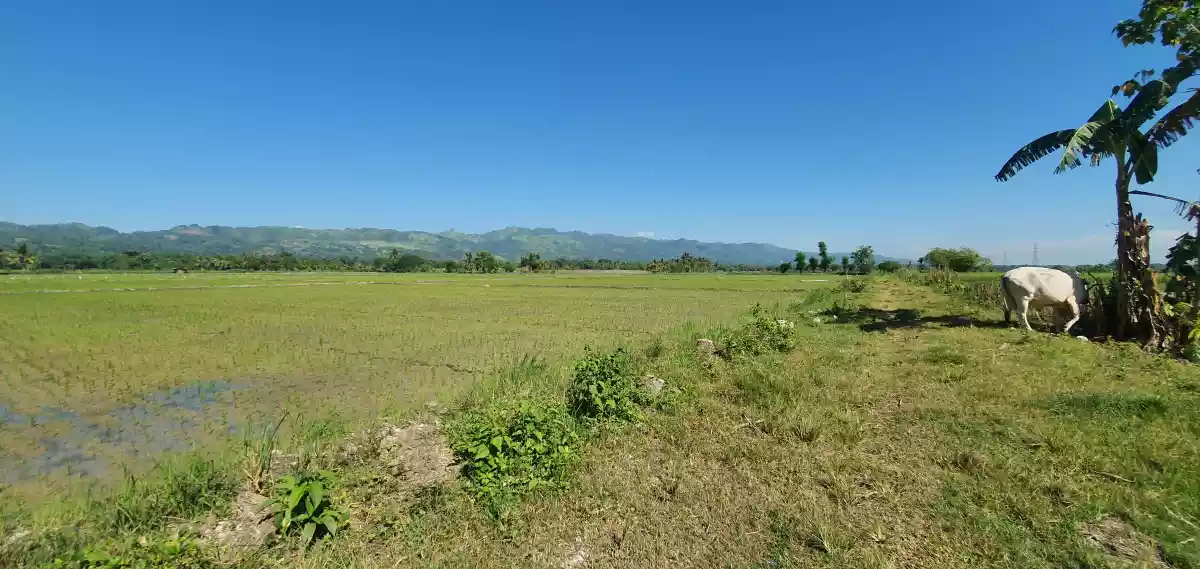 FARM LOT w/ BEAUTIFUL VIEW in Tantangan - photo 4