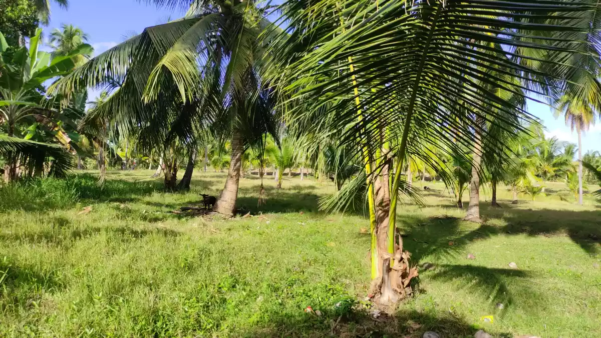 ARGAO agricultural LOT FOR SALE with OVERLOOKING VIEW - photo 2