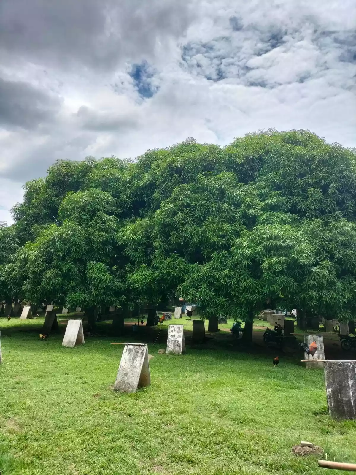 Lot For Sale Balili, Valencia Negros Oriental