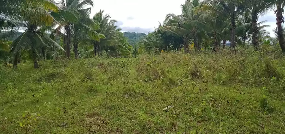 Argao Lot For Sale — Agricultural Lot in Cebu, Philippines — Photo 4