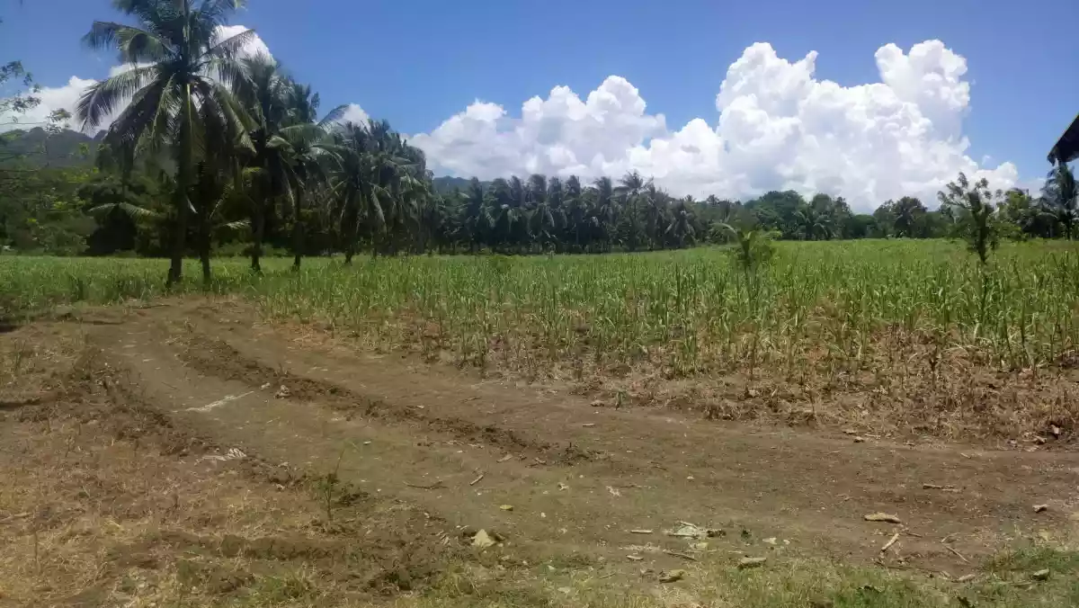 Lot For Sale in Danao, cebu - photo 3