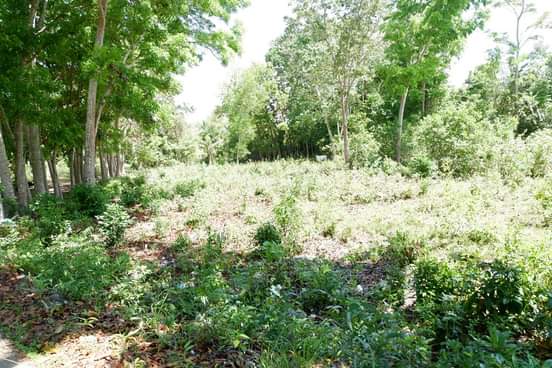 Lot in Tabalong Ramirez