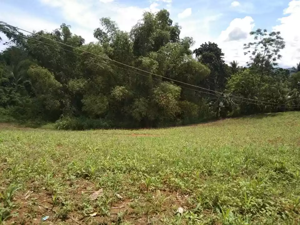 FOR SALE :  24, 728 SQM FARM LOT IN PINAMUNGAJAN - photo 5