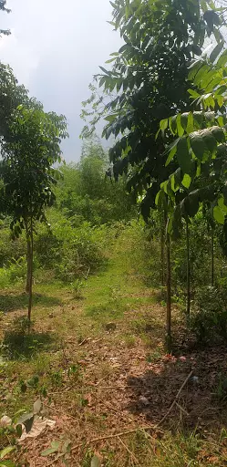 FOR SALE: RESIDENTIAL LOT AT LIBURON CARCAR CITY - photo 7