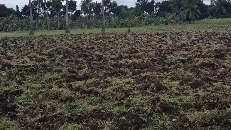 LOT FOR SALE IN PORO, CAMOTES ISLAND — Agricultural Lot in Poro, Cebu, Philippines — Photo 4