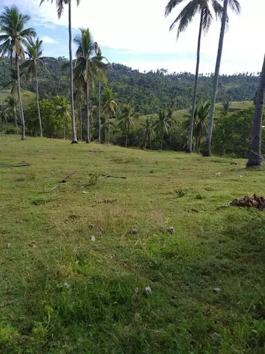 FARM LOT IN BARILI — Agricultural Lot in Cebu, Philippines — Photo 4
