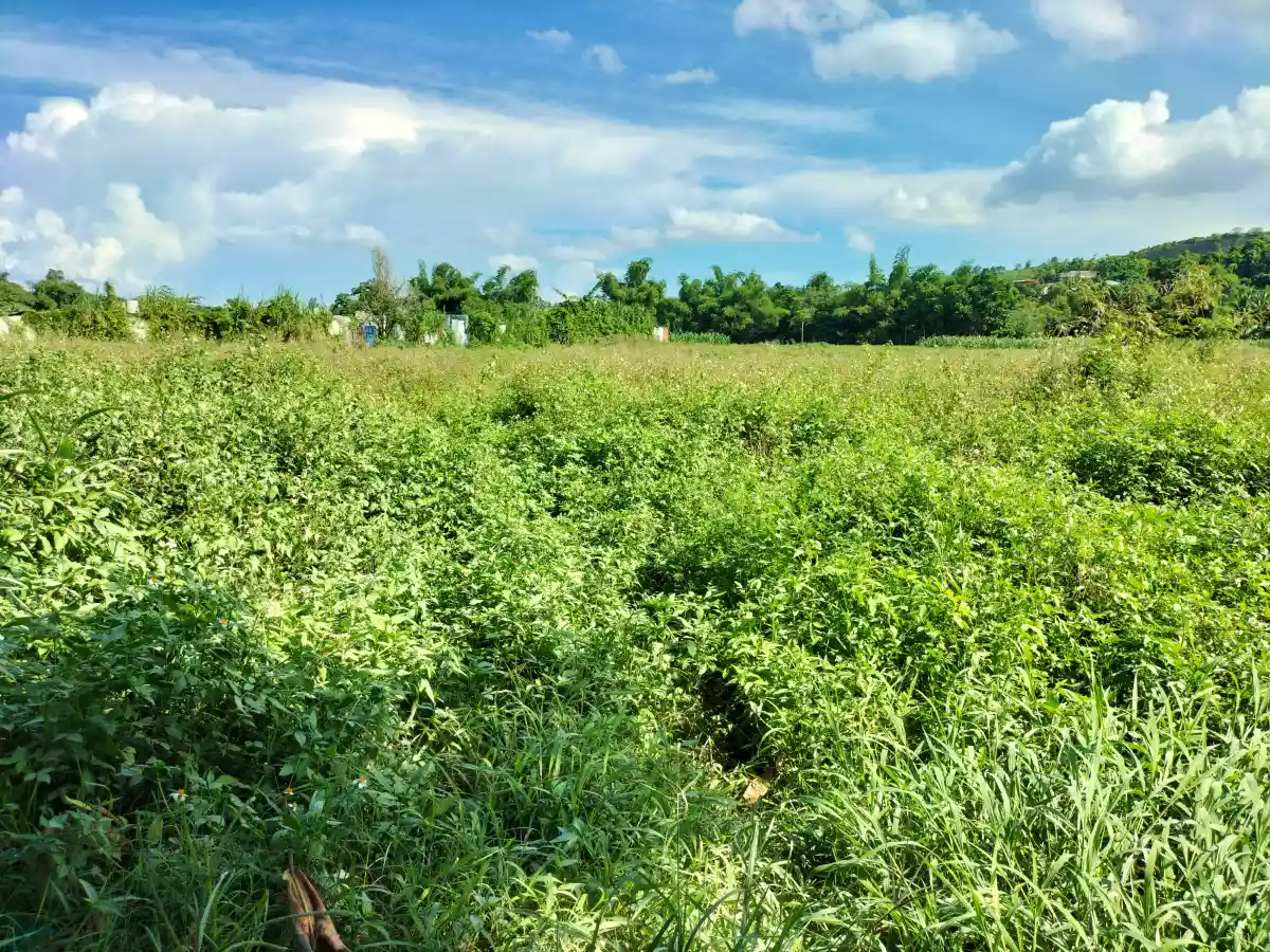 Industrial lot for sale - photo 3