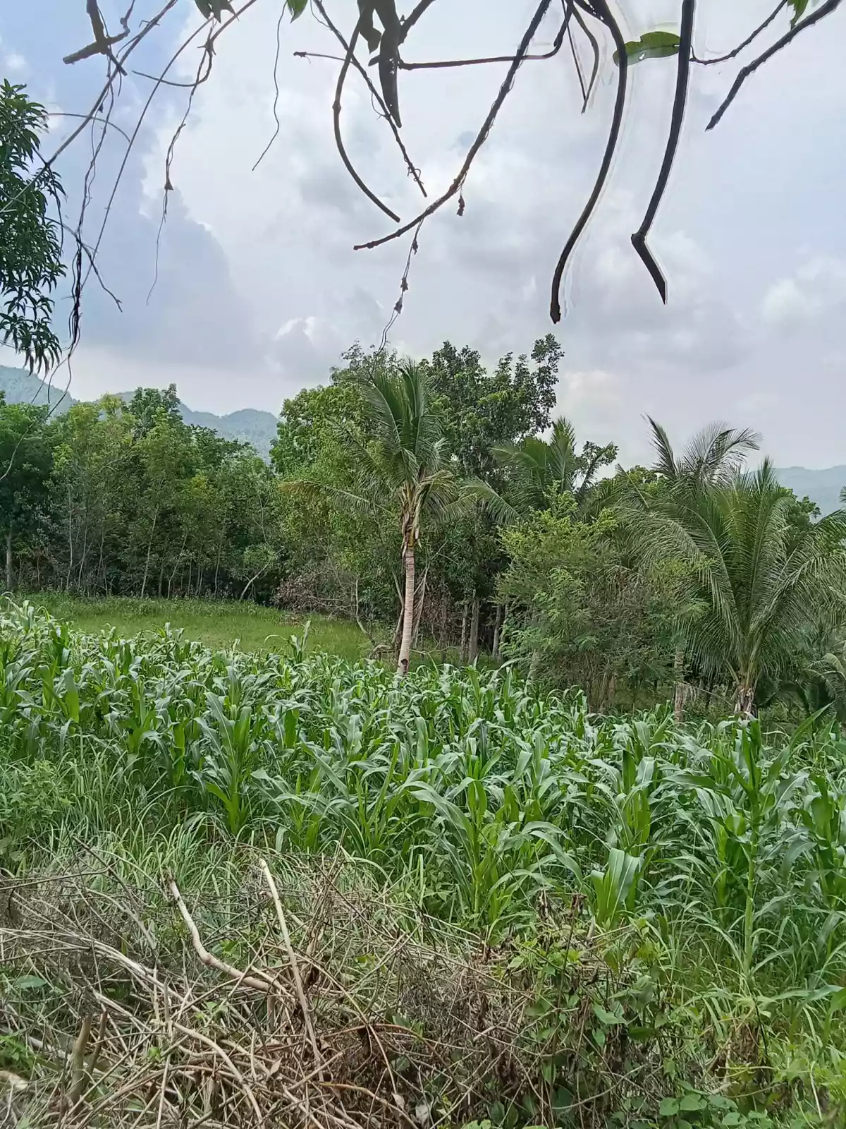 3.5 hectares agricultural land for sale in Balungag San Fernando Cebu — Agricultural Lot in San Fernando, Cebu, Philippines — Photo 3