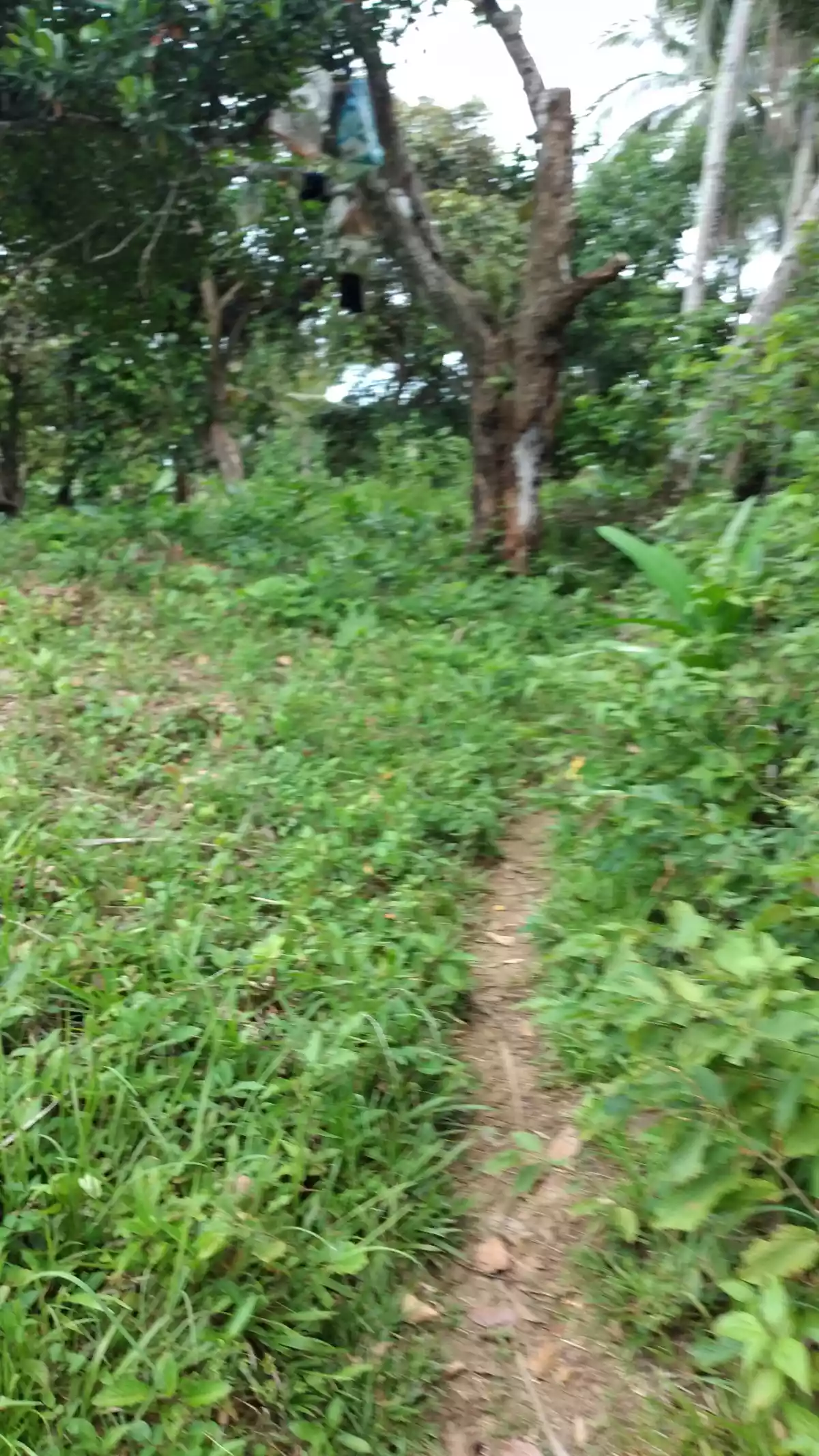 Residential Lot  Guadalupe Cebu City - photo 3