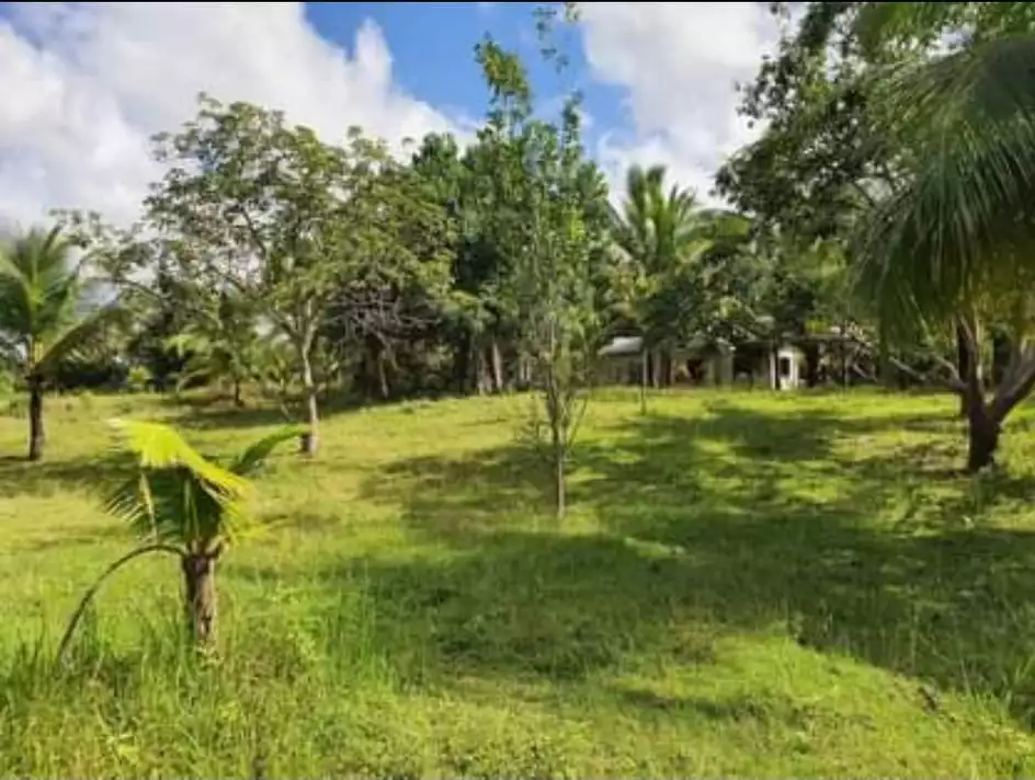 Lot For Sale Panglao Bohol - photo 3