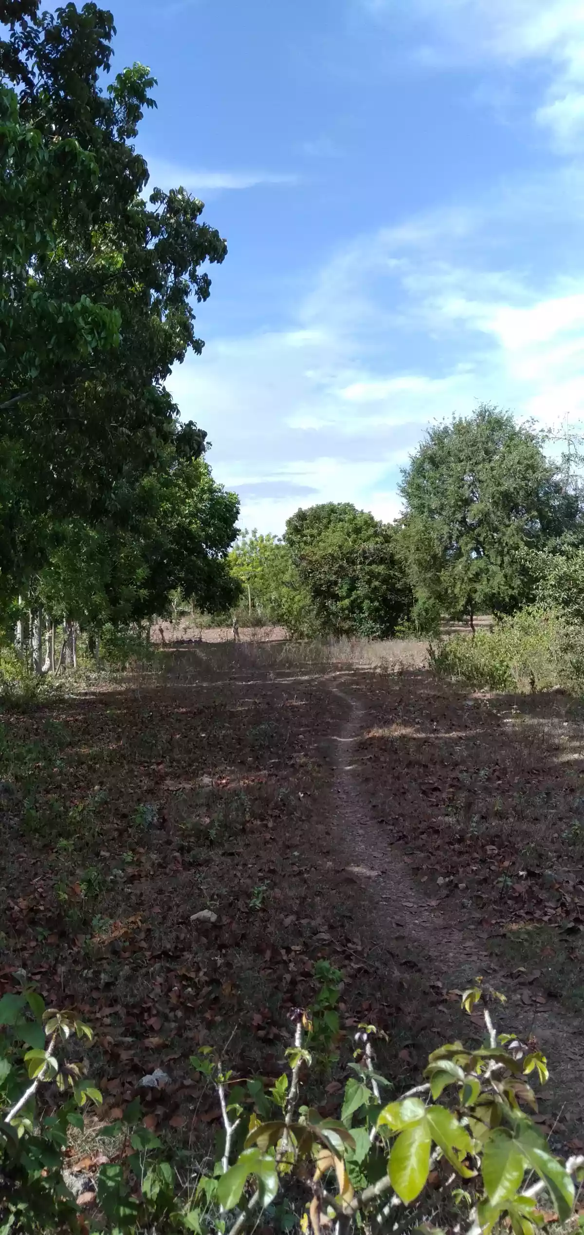 2.4 hectares Residential lot in San Fernando,Cebu - photo 2