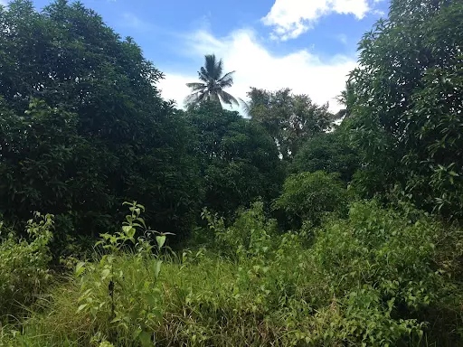 FARM LOT IN BARILI FOR SALE — Agricultural Lot in Cebu, Philippines — Photo 5