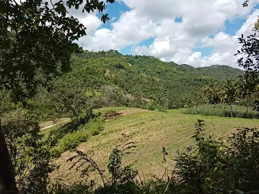 Very rush sale farm lot — Agricultural Lot in Cebu, Philippines — Photo 5