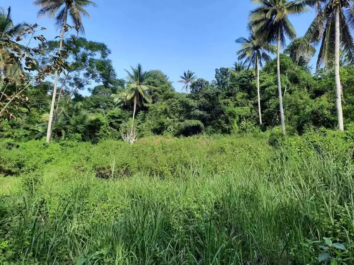 Agricultural land in Bairan Naga for sale - photo 3