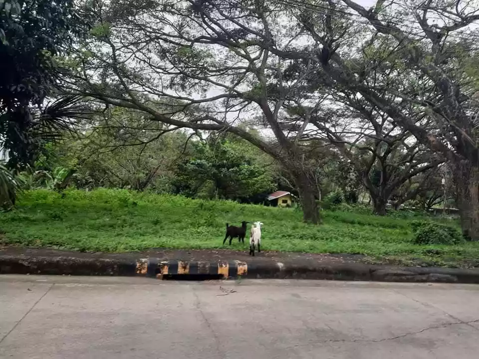 LOT ONLY — Residential Lot in Cebu City, Cebu, Philippines — Photo 4