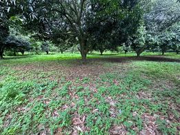 1 HECTARE MANGO FARM — Agricultural Lot — Photo 5