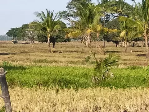 5.5 HECTARS FARMLAND ( RICEFIELD). ALONG HIGHWAY. SUGBAY UNO, DIMATALING, ZDS - photo 5