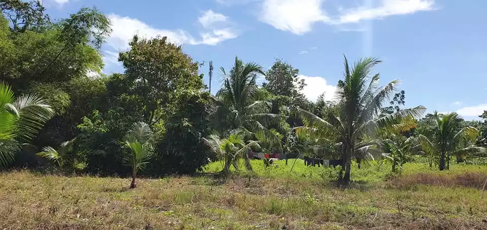 3,5 hectares lot in Pagsabangan, Tagum for sale — Agricultural Lot in Tagum, Davao del Norte, Philippines — Photo 3