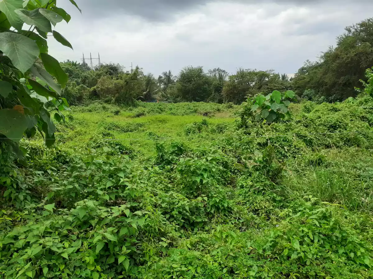 Residential Lot Brgy. Natumolan Tagoloan 1,000sqm - photo 7