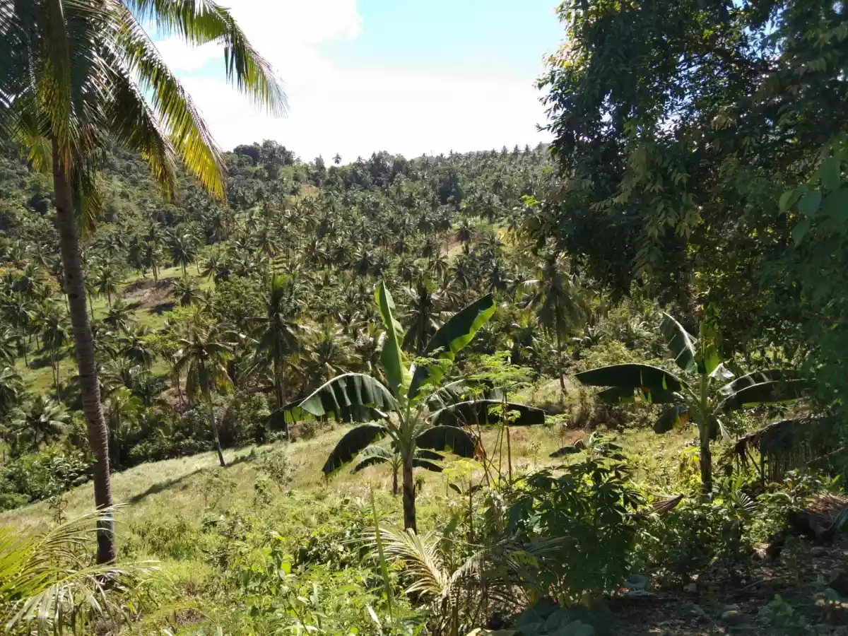 Balamban Property - photo 3