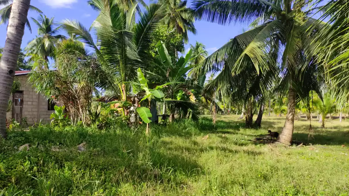 ARGAO agricultural LOT FOR SALE with OVERLOOKING VIEW - photo 6