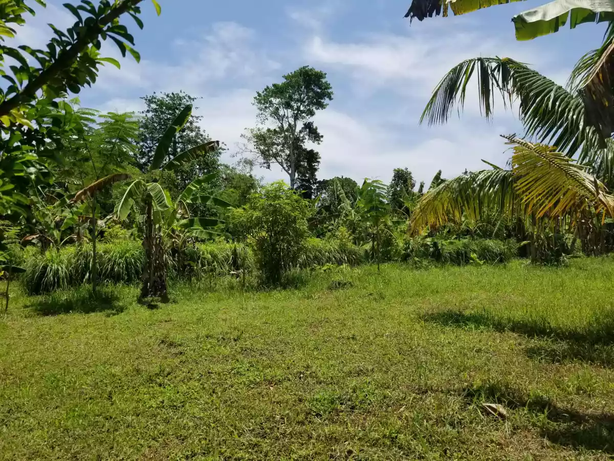 Two Hectares Farm Lot in Balamban, Cebu — Agricultural Lot in Immaculada Riverside, Nangka, Balamban — Photo 6