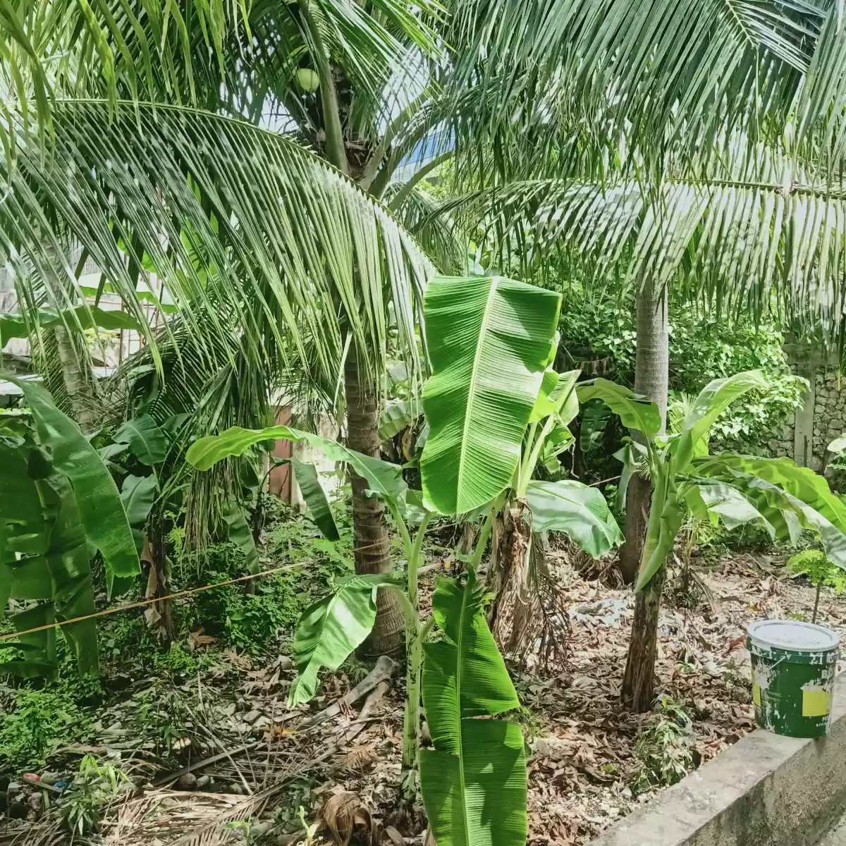 RESIDENTIAL LOT FOR SALE IN CANLINGO SABANG DANAO CITY - photo 5